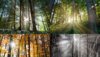 Views of four seasons of forest