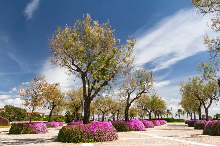 Park with trees in Palma de Mallorca