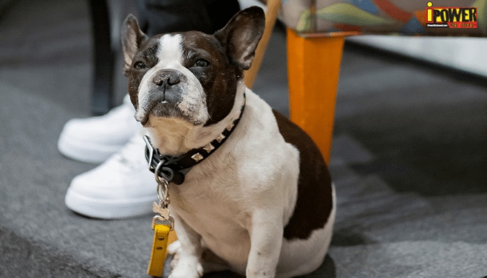 Dog Dash