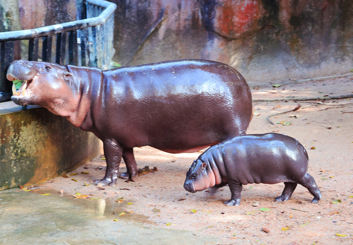 Adorable 3 months old baby Pygmy Hippo being with her mother all the time