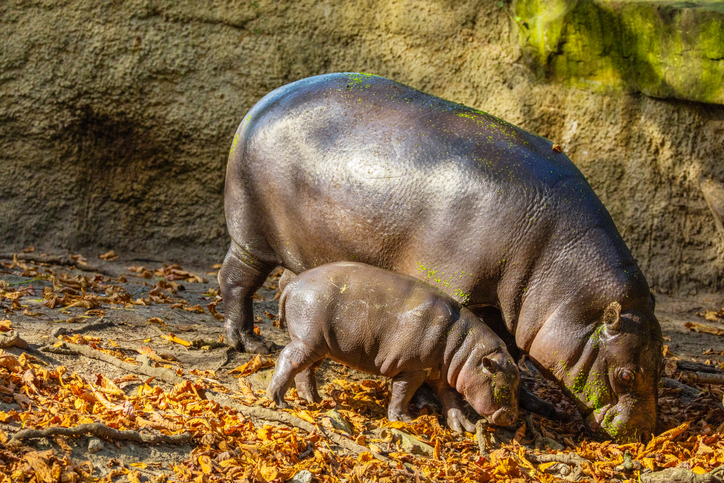 Pygmy hippopotamus Choeropsis liberiensis with mother